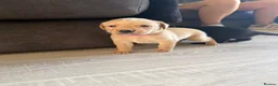 Labrador Retriever dogs for sale: 6 Labradors puppies - Advert 7