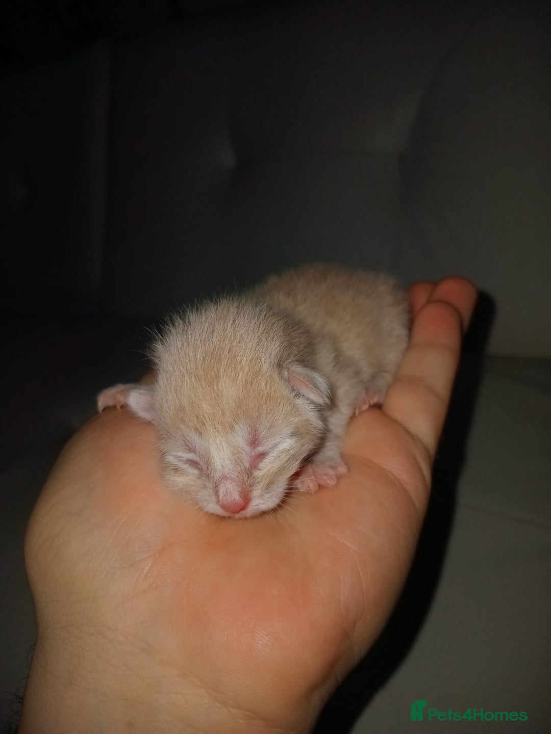 Bengal cats for sale: Bengal kittens for rehome - Image 12