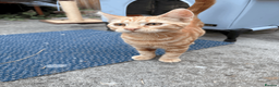 Domestic Shorthair cats for sale: Ash & Cody  - Advert 2