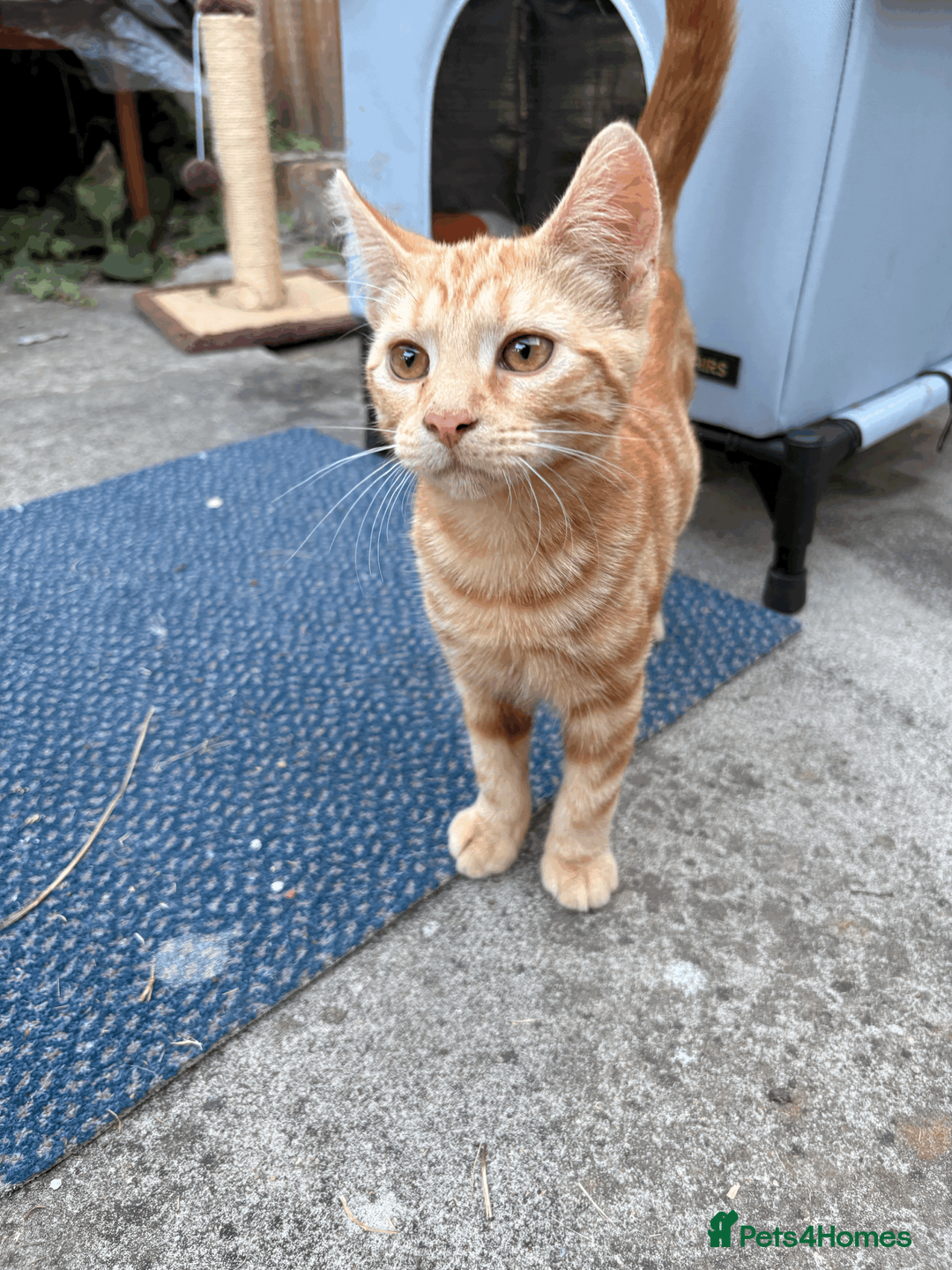 Domestic Shorthair cats for sale: Ash & Cody  - Advert 2