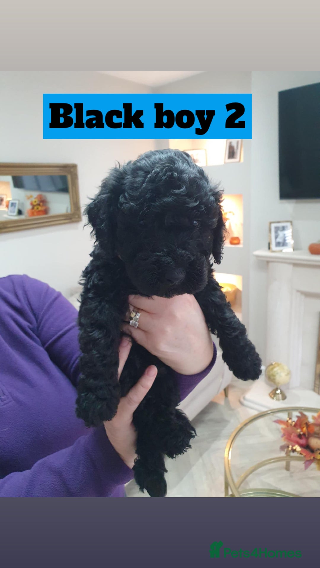 Mini Goldendoodle dogs for sale: LAST 2❗️Miniature goldenoodle pups ready now🏡🌟  - Advert 12