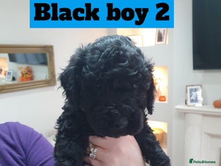 Mini Goldendoodle dogs LAST pup❗️Miniature goldenoodle ready now🏡🌟 - Advert 13