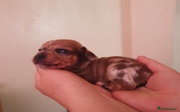 Miniature Dachshund dogs for sale: 4 beautiful miniature dachshund puppy's  - Image 1