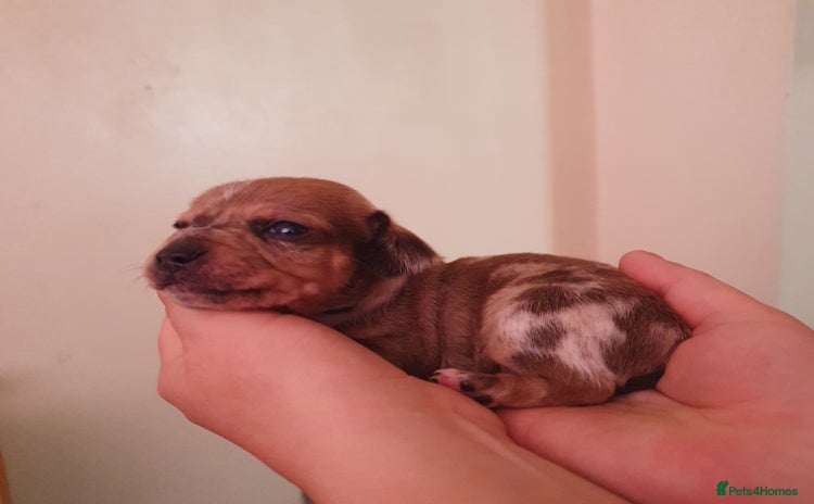 Miniature Dachshund dogs - Advert 12