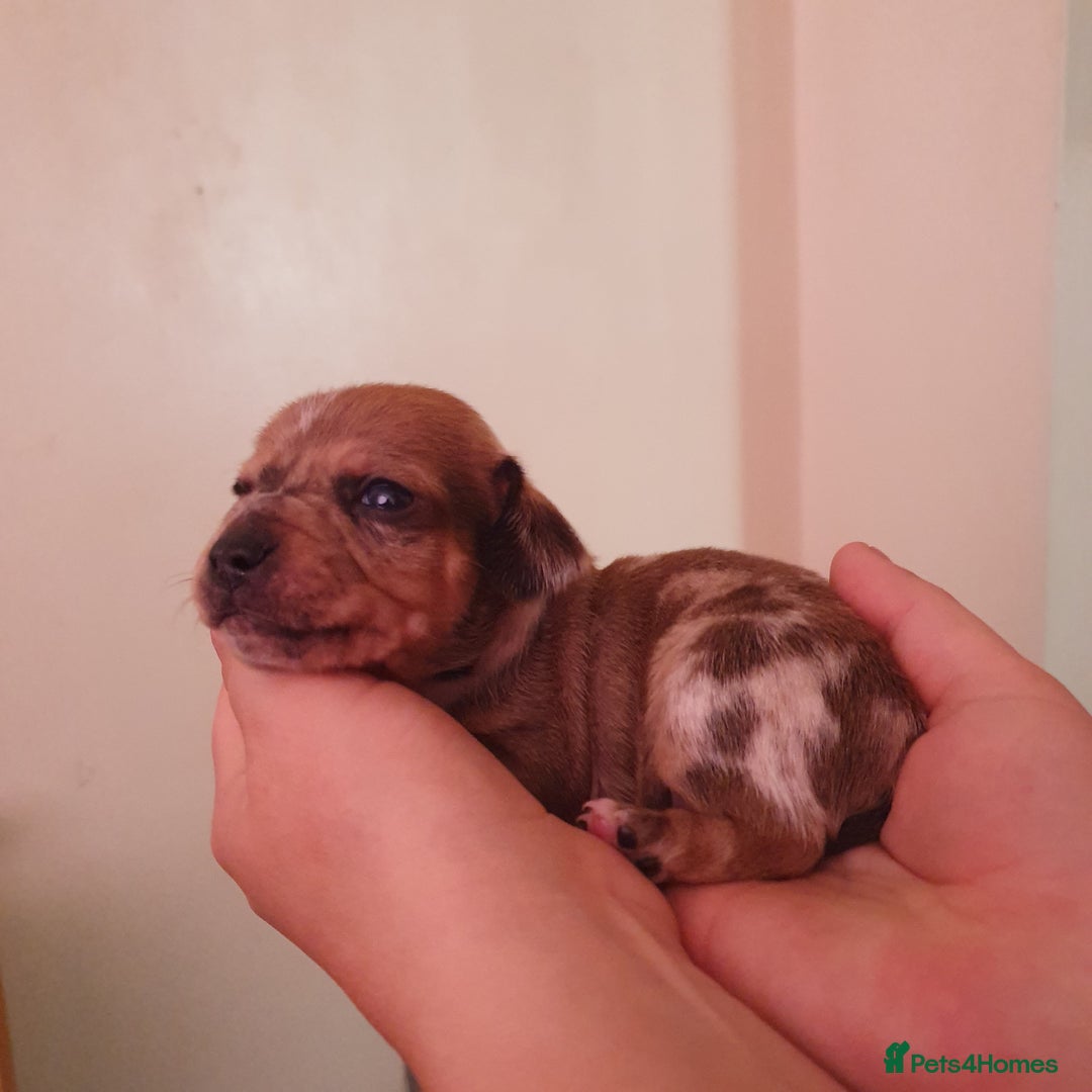 Miniature Dachshund dogs for sale: 4 beautiful miniature dachshund puppy's  - Image 1