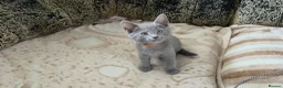 Russian Blue cats for sale: Ready Now TICA full pedigree RUSSIAN BLUE kittens  - Advert 9