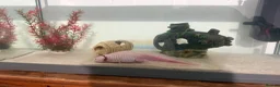 Axolotl reptiles for sale: FEMALE 2 YEARS OLD AXOLOTL COMPLETE TANK SET UP in Knutsford - Advert 4