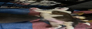 Saint Bernard 4