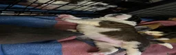 Saint Bernard dogs for sale: Gorgeous Saint Bernard pups  - Advert 6