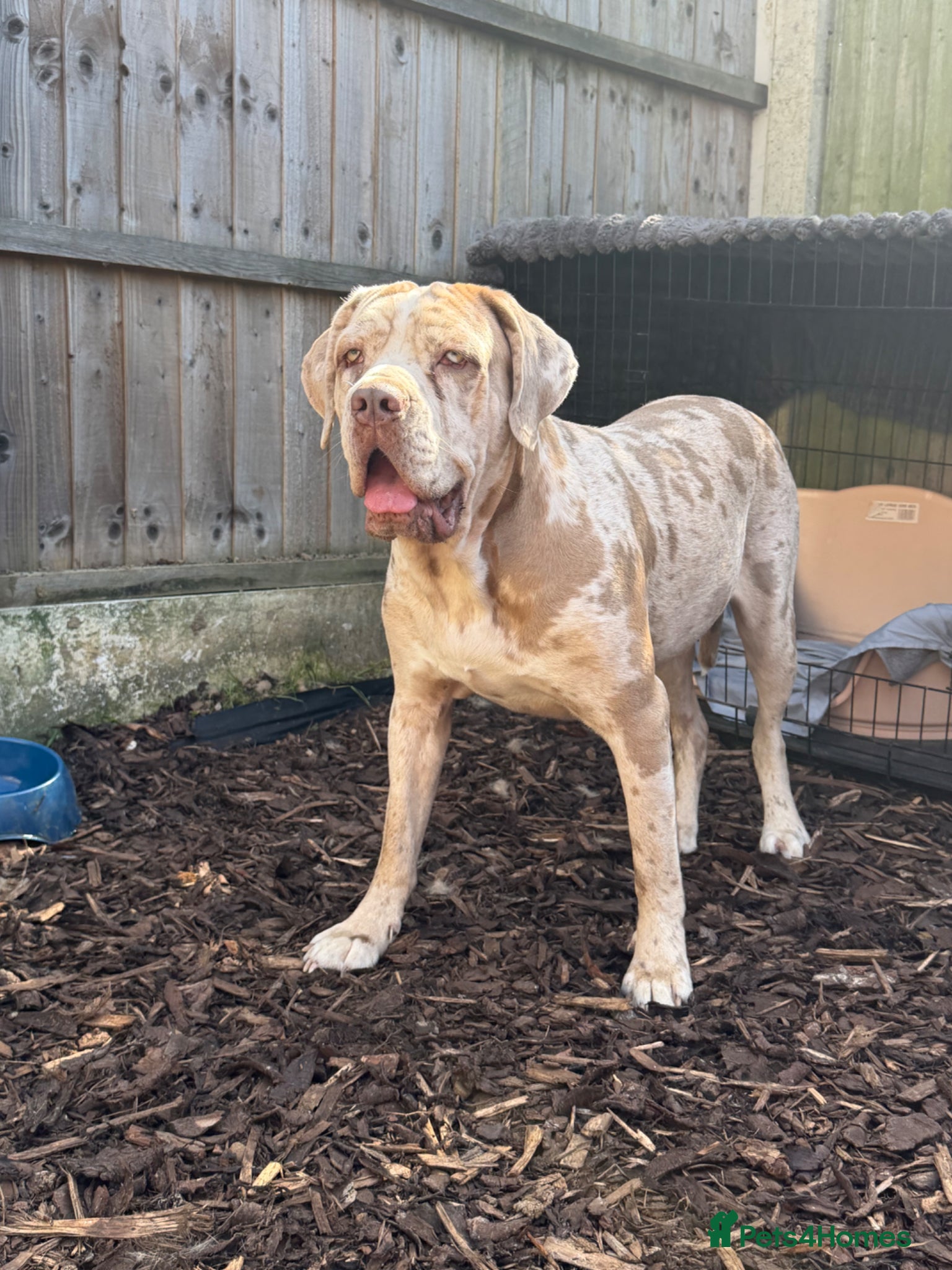 Cane Corso dogs ✨Amazing Merle cane corso x Bandog ✨ - Advert 4