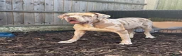 Cane Corso dogs for sale: ✨Amazing Merle cane corso x Bandog puppies ✨ - Advert 5