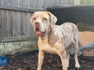 Cane Corso dogs ✨Amazing Merle cane corso x Bandog ✨ - Advert 4