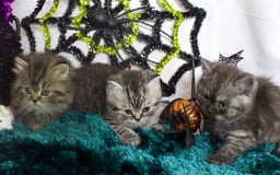 British Shorthair cats for sale: Beautiful bsh kittens looking for forever homes  - Image 3