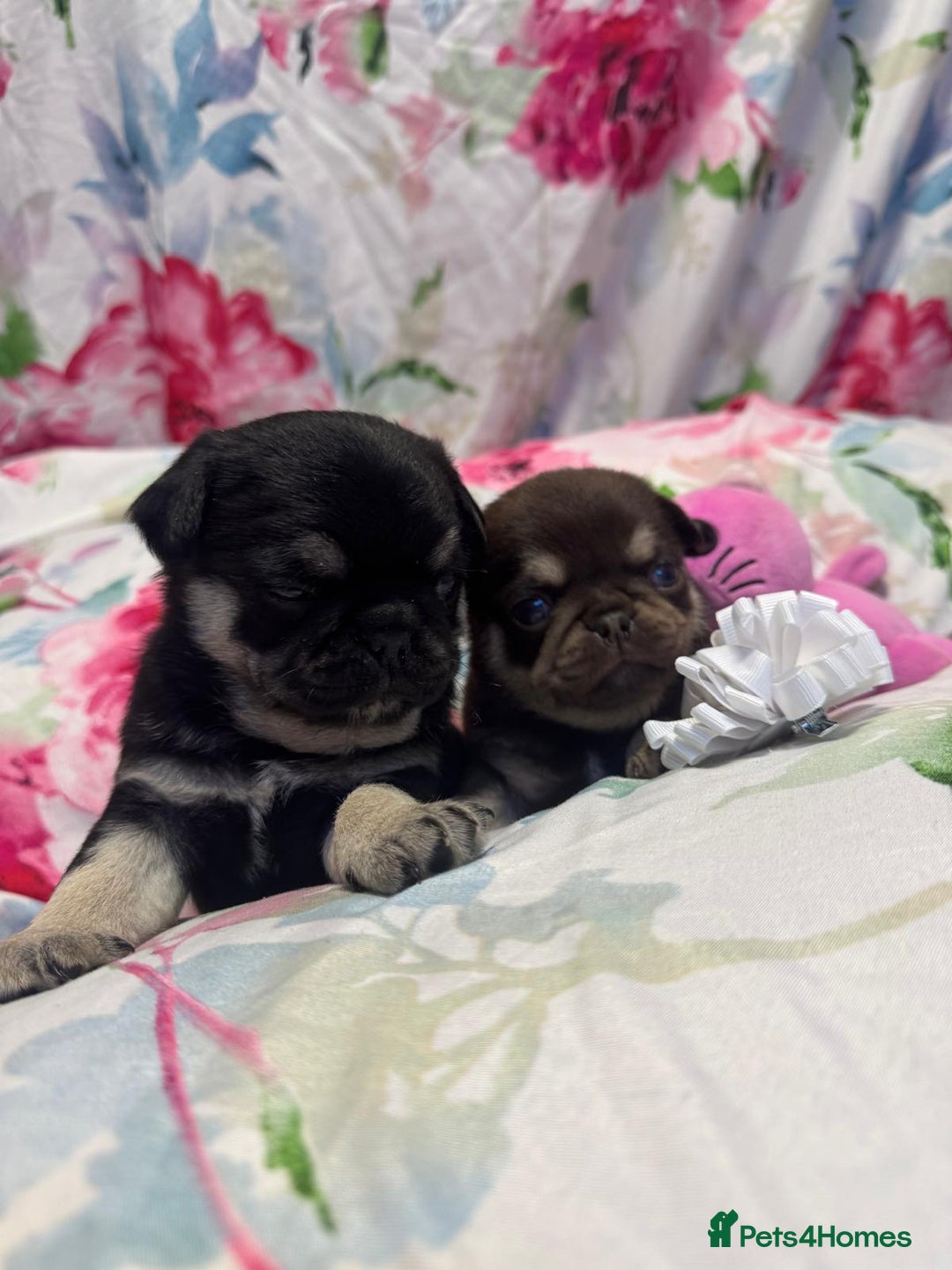 Pug dogs for sale: Pug puppies  - Advert 6