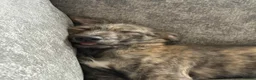 Mixed Breed dogs for sale: Deerhound x greyhound x Bedlington  - Advert 2