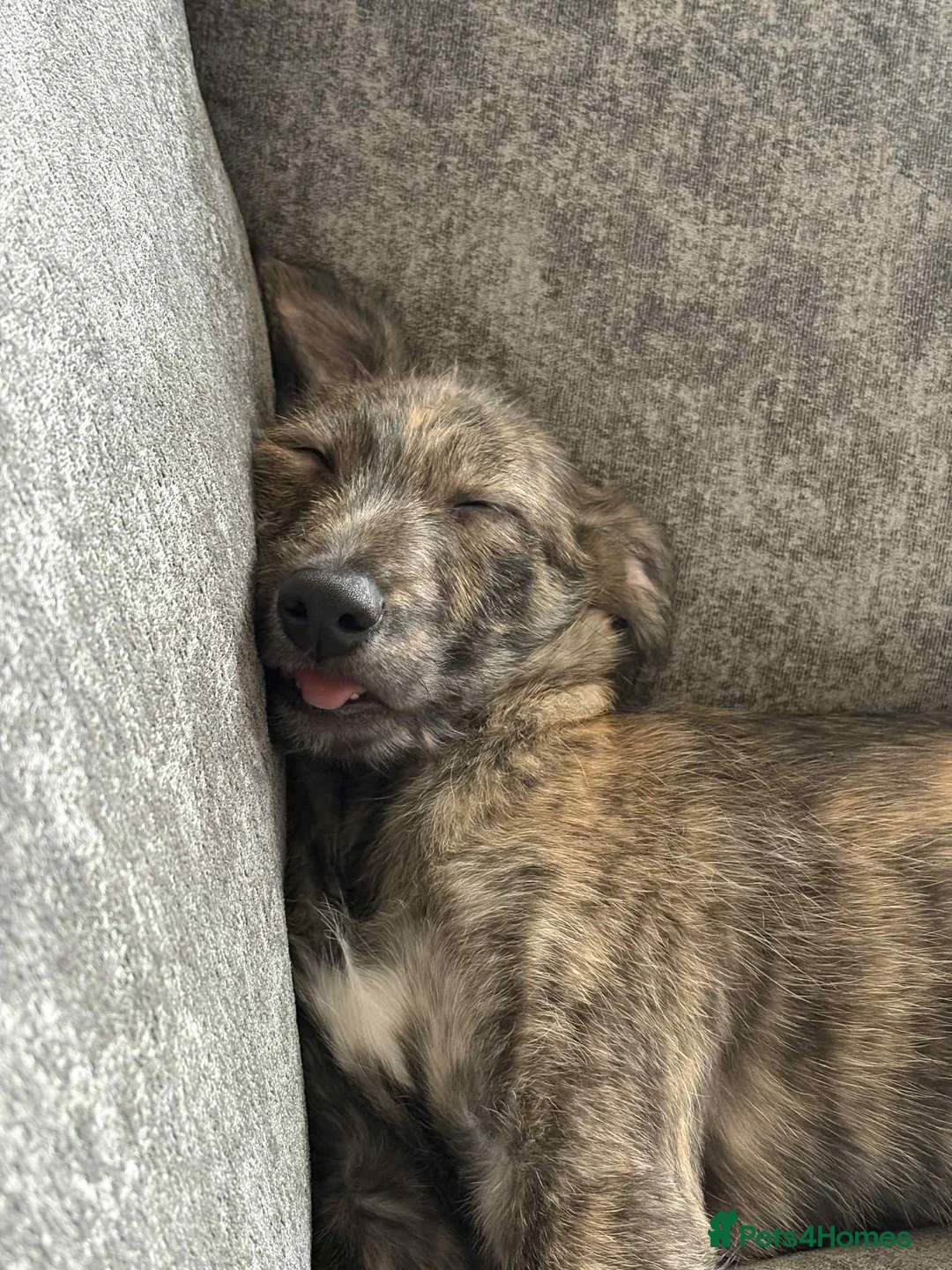 Mixed Breed dogs for sale: Deerhound x greyhound x Bedlington  - Advert 2