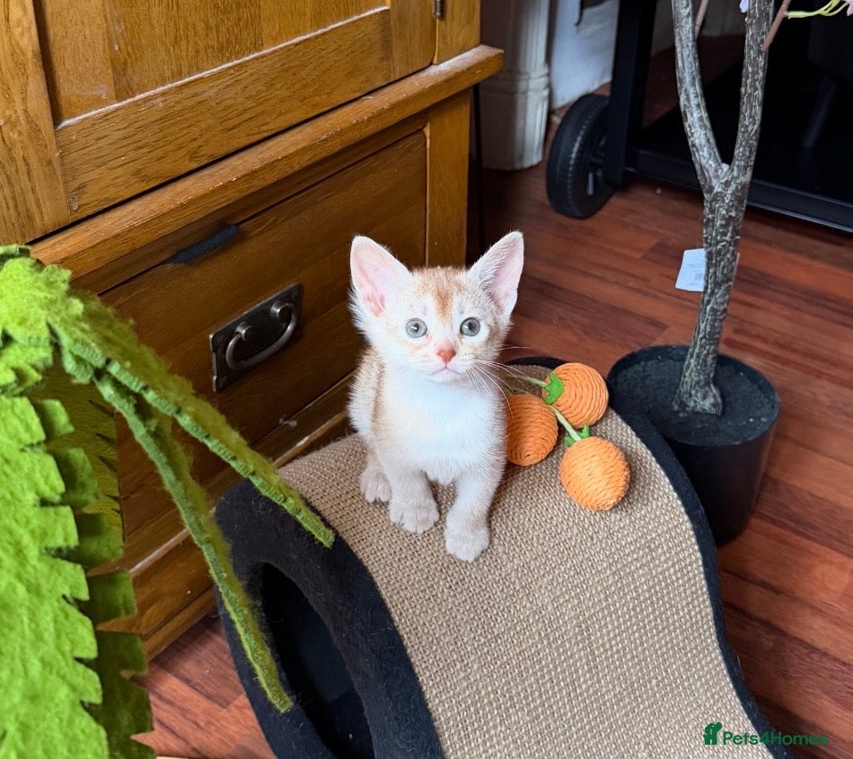 Abyssinian cats ❤️🏆 Outstanding Abyssinian Kittens Available 🏆❤️ - Advert 1