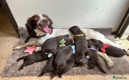 Sprocker dogs for sale: Beautiful Show Type Sprocker Spaniel Puppy’s  - Image 4