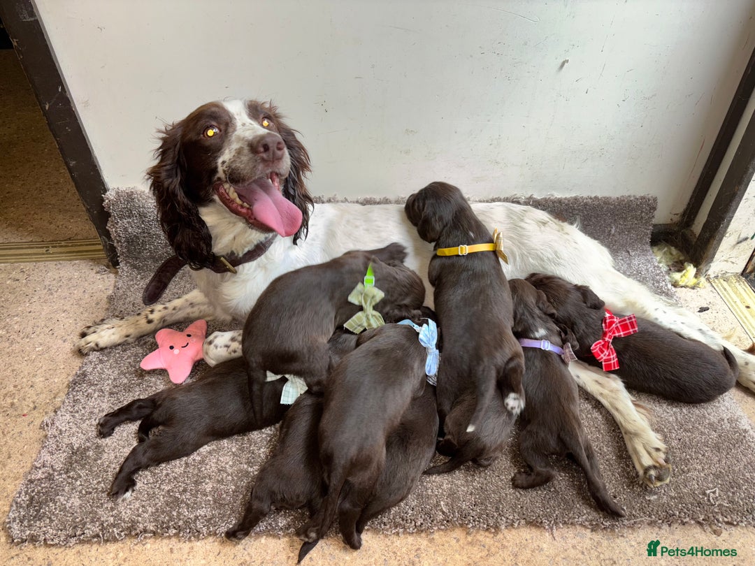 Sprocker dogs for sale: Beautiful Show Type Sprocker Spaniel Puppy’s  - Image 4