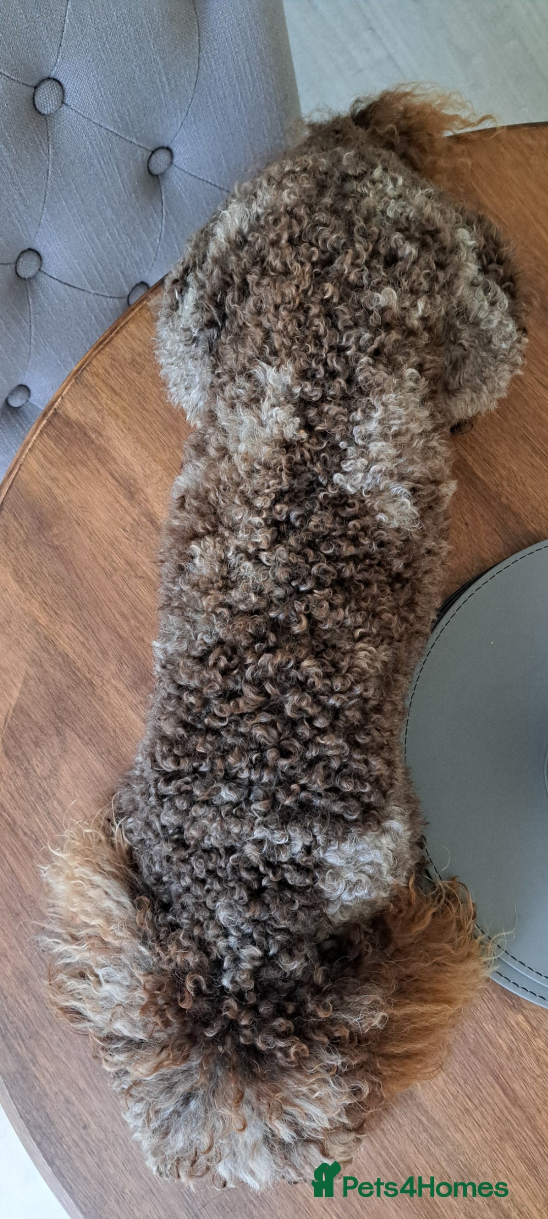 Cockapoo dogs for stud: cockapoo for stud merle DNA health tested, proven  in Bristol - Image 9