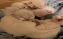 Ragdoll cats for sale: 6 Beautiful Ragdoll Kittens  - Image 1