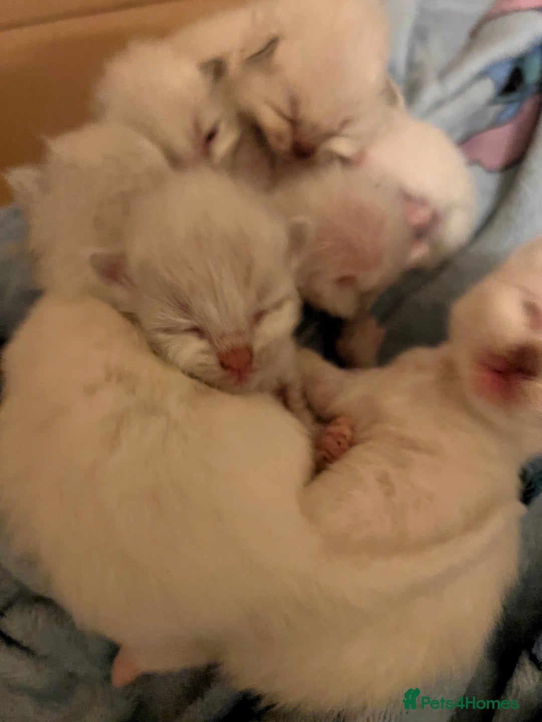 Ragdoll cats for sale: 6 Beautiful Ragdoll Kittens  - Image 1