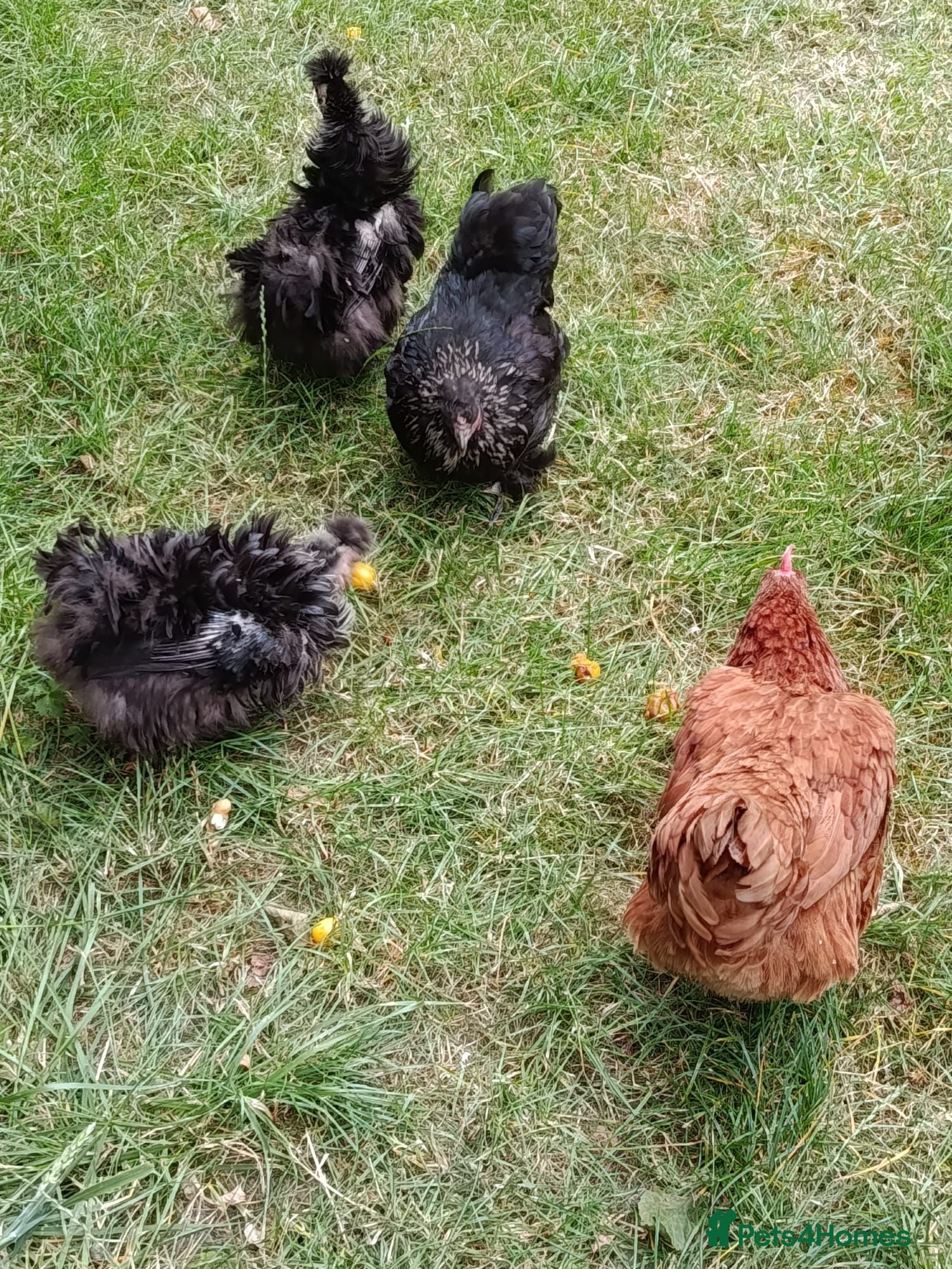 Chickens poultry Five chickens/ hens frizzle bantams & standard  - Advert 1