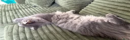 Maine Coon cats for sale: Beautiful full breed blue silver tabby Maine coon - Advert 6