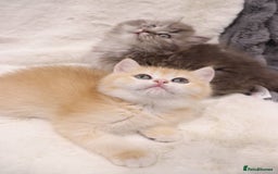 British Shorthair cats for sale: Champion Bloodlines BSH kittens  - Image 17