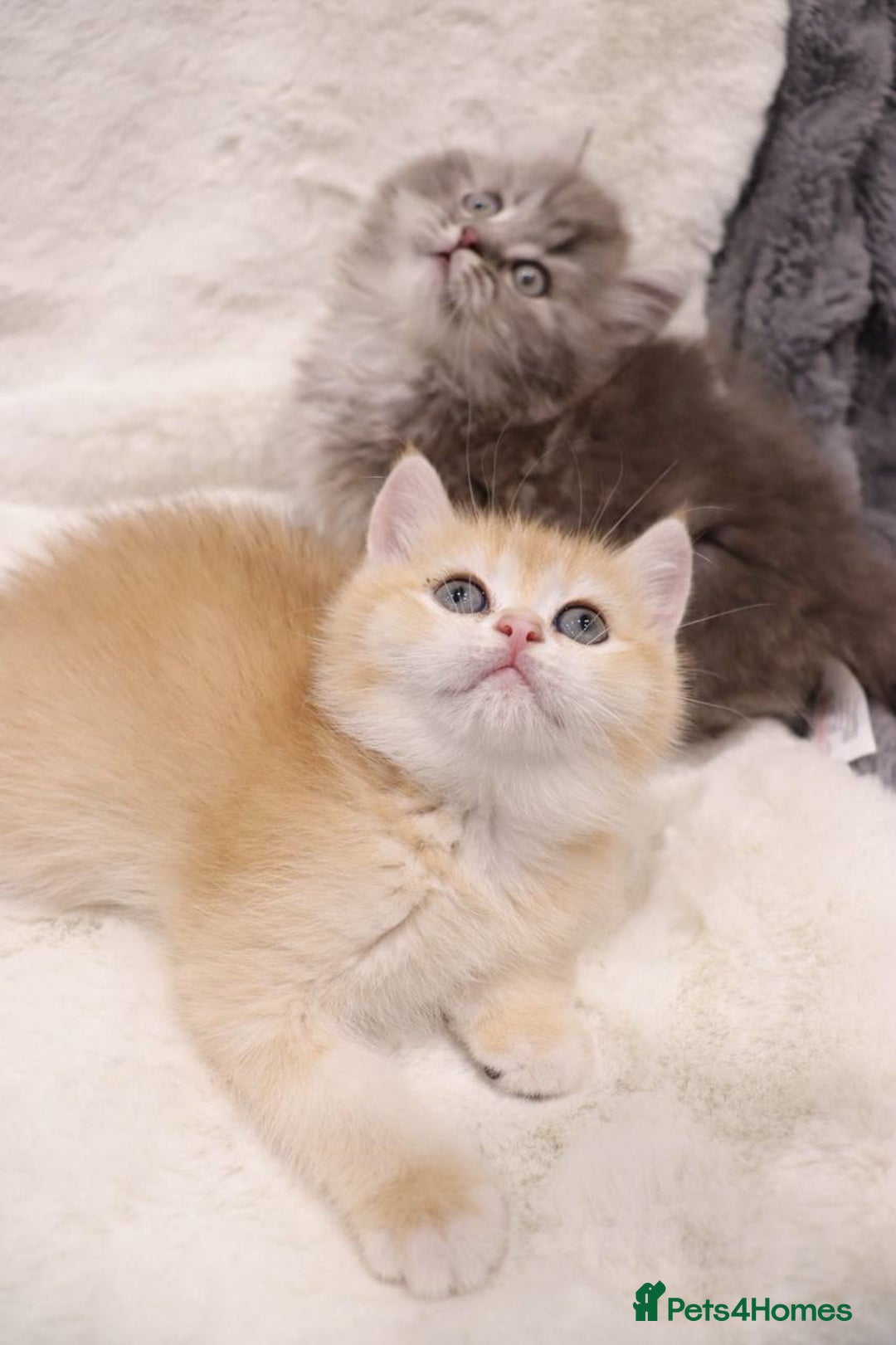 British Shorthair cats for sale: Champion Bloodlines BSH kittens  - Image 17