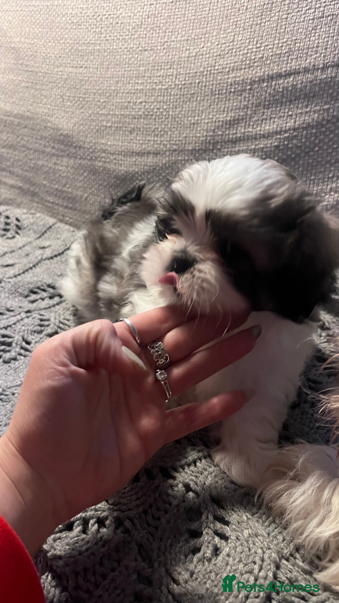 Shih Tzu dogs for sale: Beautiful puppies are looking for a new home - Image 6