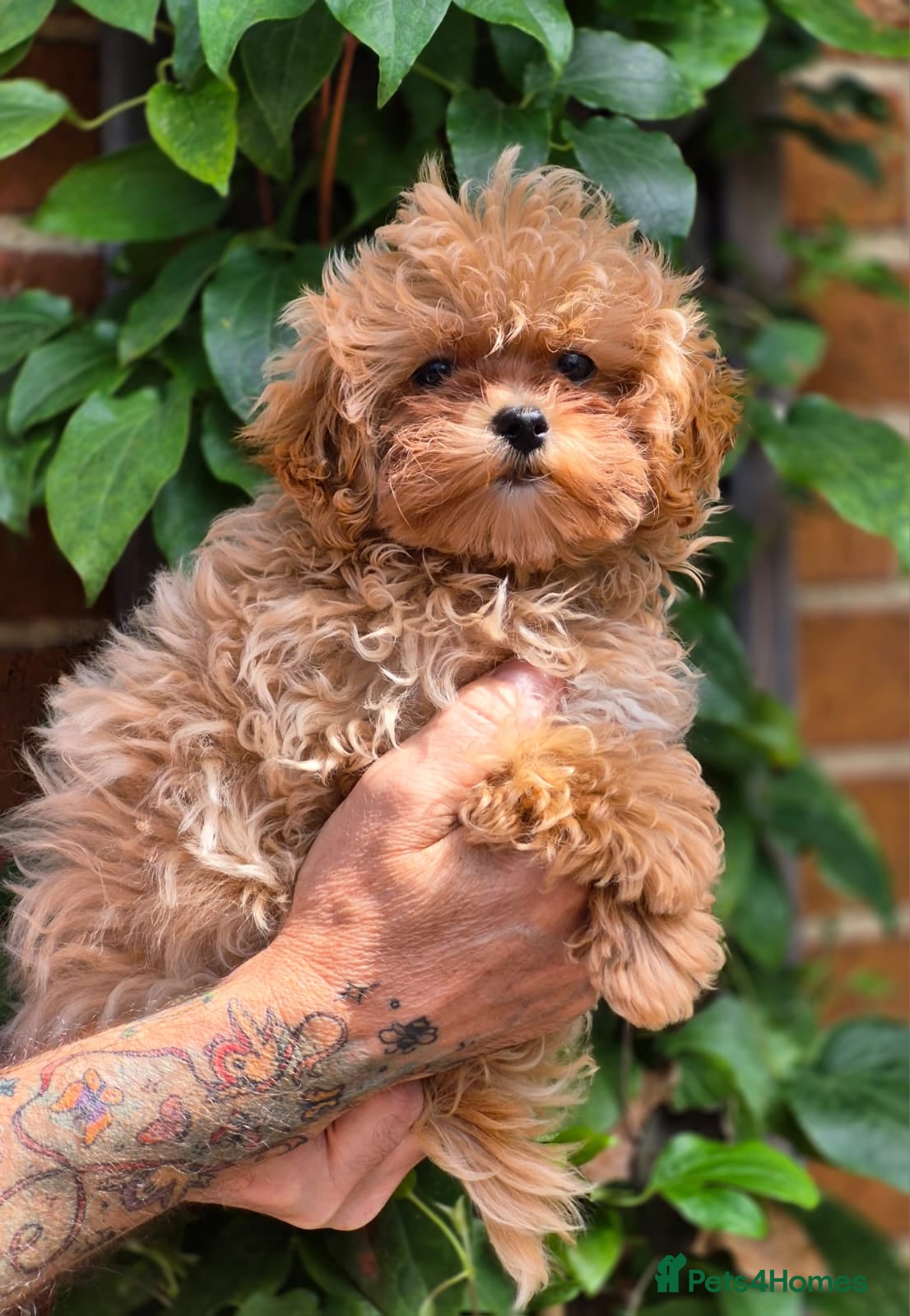 Maltipoo dogs 🐶Amazing Tiny Asian Korean Maltipoo Puppies🐶🦴  - Advert 2