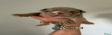 English Bulldog 4