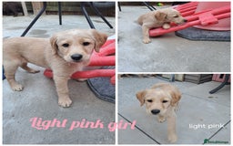 Labradoodle dogs for sale: Labradoodle puppies  - Image 13