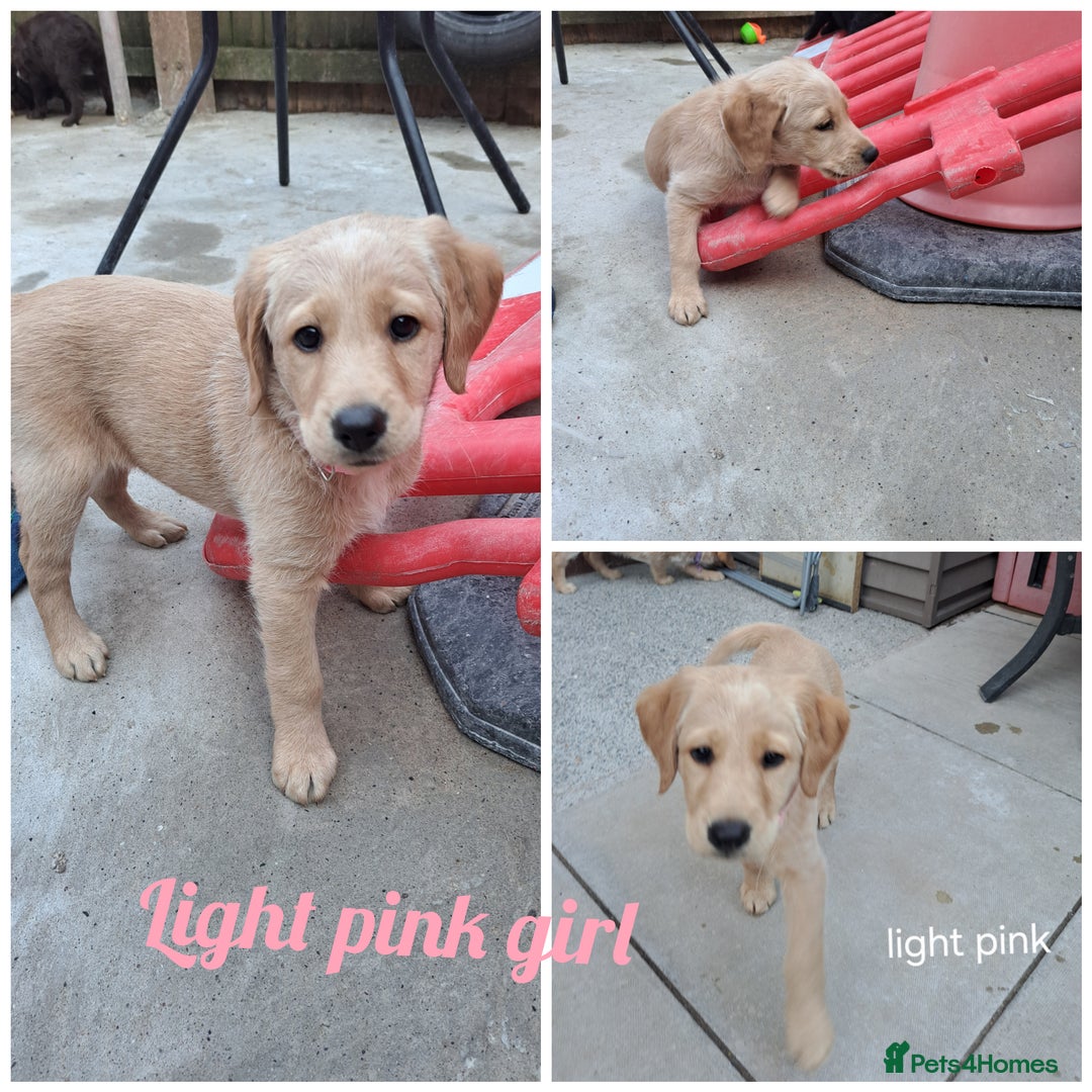 Labradoodle dogs for sale: Labradoodle puppies  - Image 13