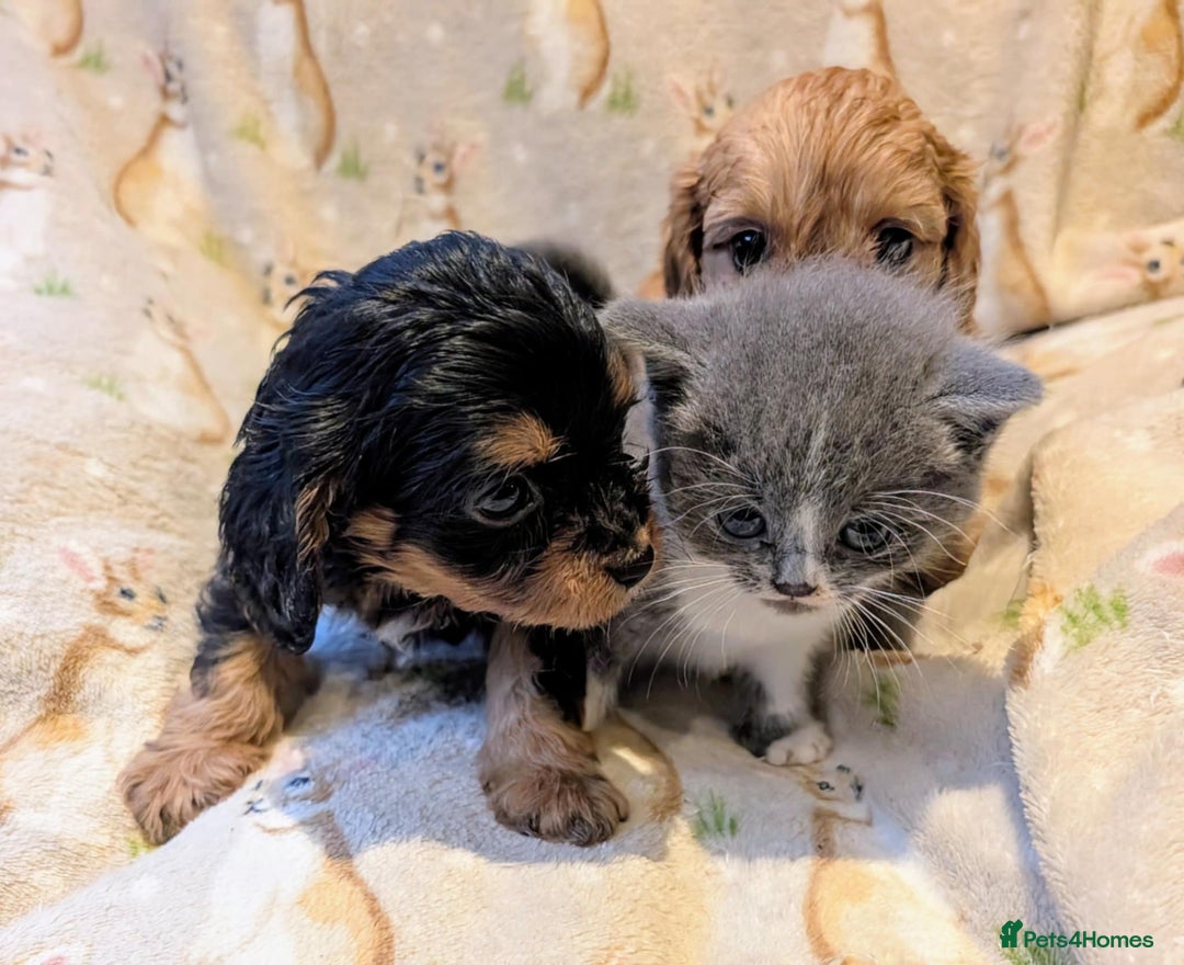 Cavapoo dogs for sale: Stunning true F1 Cavapoos, Apricot and Phantom  - Image 12