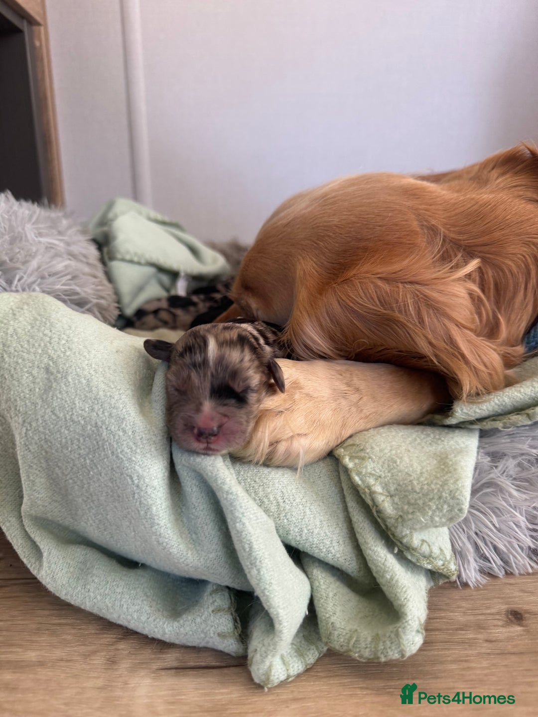 Cocker Spaniel dogs for sale: DNA Health Tested Merle Cocker Spaniel Puppies - Image 3