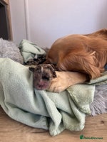 Cocker Spaniel dogs - Advert 6