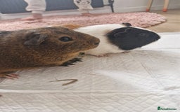 Guinea Pig rodents for sale:  2 Playful Male Guinea Pigs (4 Months)  - Image 3
