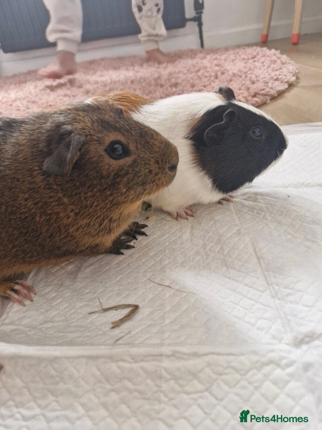 Guinea Pig rodents for sale:  2 Playful Male Guinea Pigs (4 Months)  - Image 3