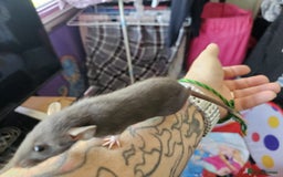 Rat rodents for sale: male and female rats for sale - Image 10