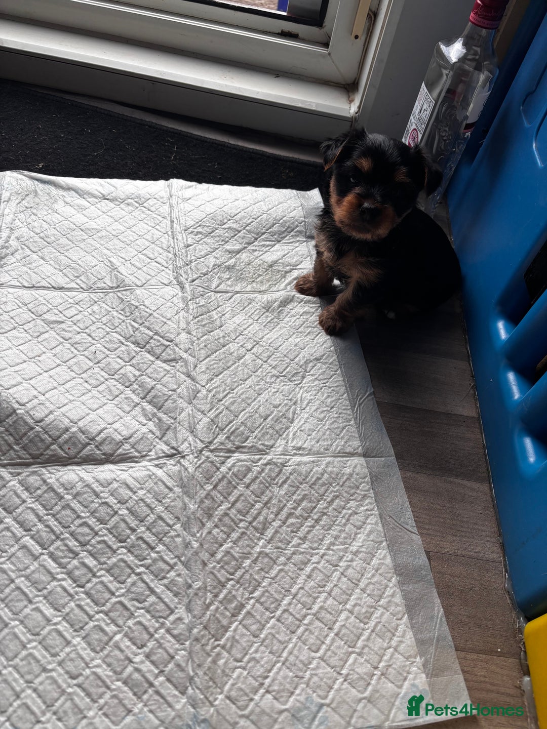 Yorkshire Terrier dogs for sale: Puppy🐶 - Advert 8