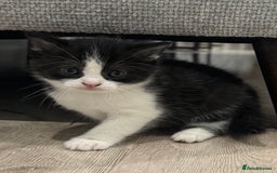 British Shorthair cats for sale: British shorthair kittens  - Image 3