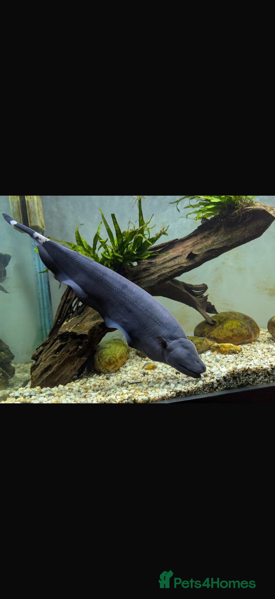 Other/Mixed Breed fish Ghost knife  - Advert 3