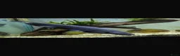 Other/Mixed Breed fish for sale: Ghost knife  - Advert 1