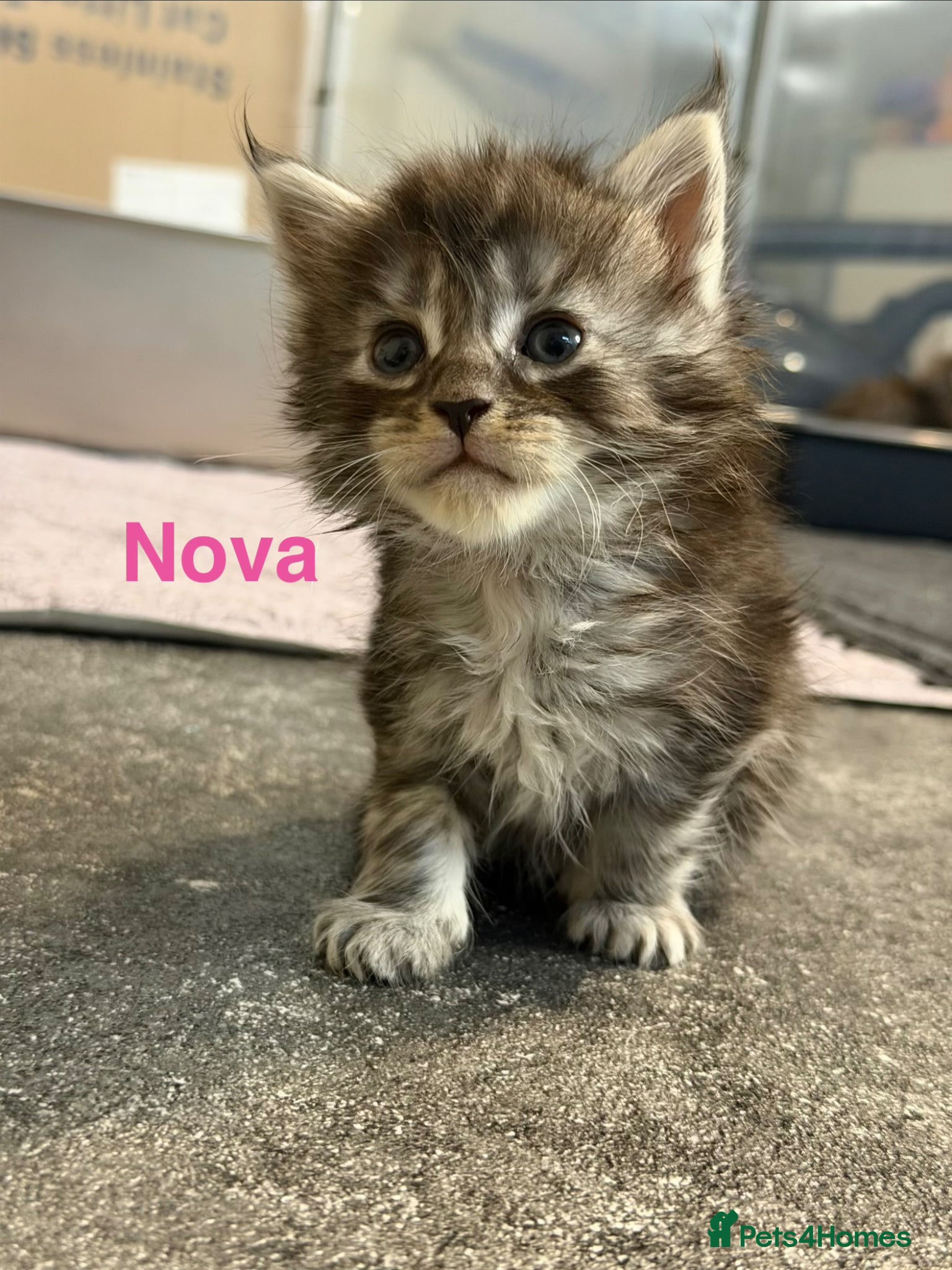 Maine Coon cats TICA Registered Maine Coon Kittens  - Advert 13