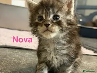 Maine Coon cats TICA Registered Maine Coon Kittens - Advert 13