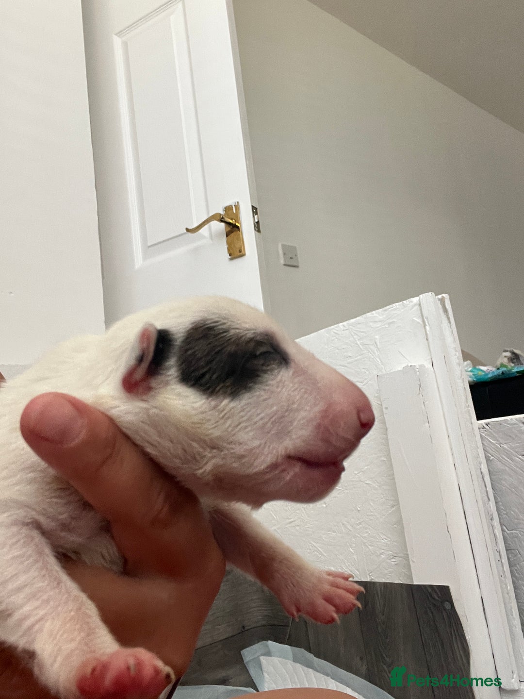 English Bull Terrier dogs for sale: Janineabullz bull terriers beautiful litter  - Image 6