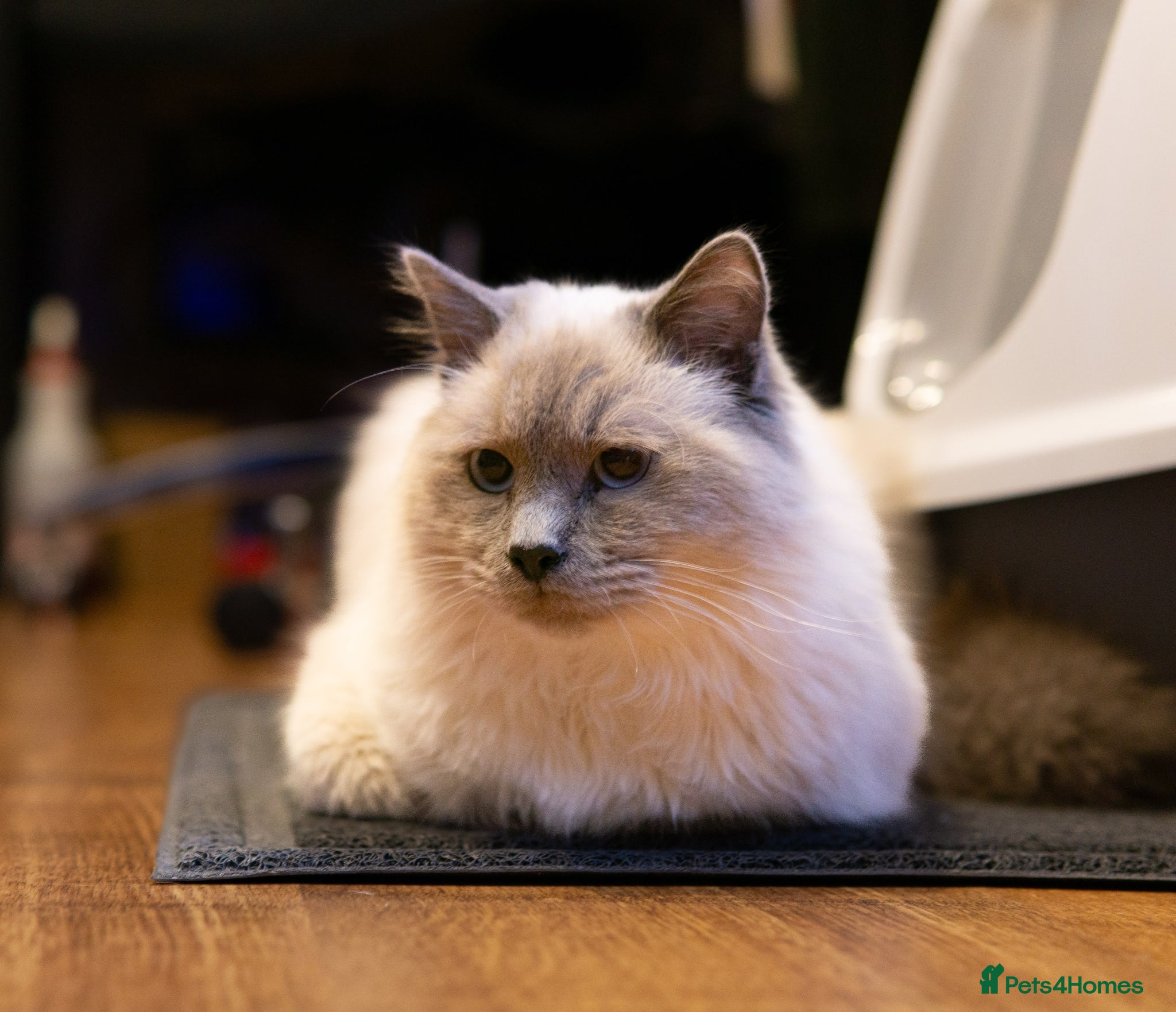 Birman cats Beautiful Male Birman Looking for a Loving Home - Advert 1