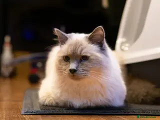 Birman cats Beautiful Male Birman Looking for a Loving Home - Advert 1